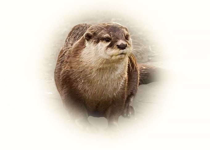 Otter
