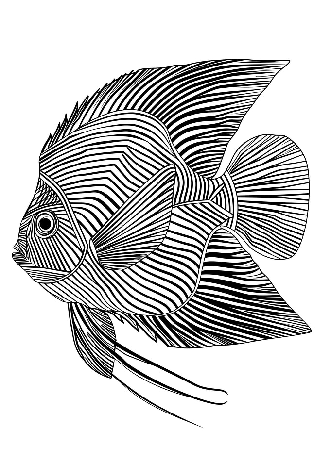 Lines art animal fish