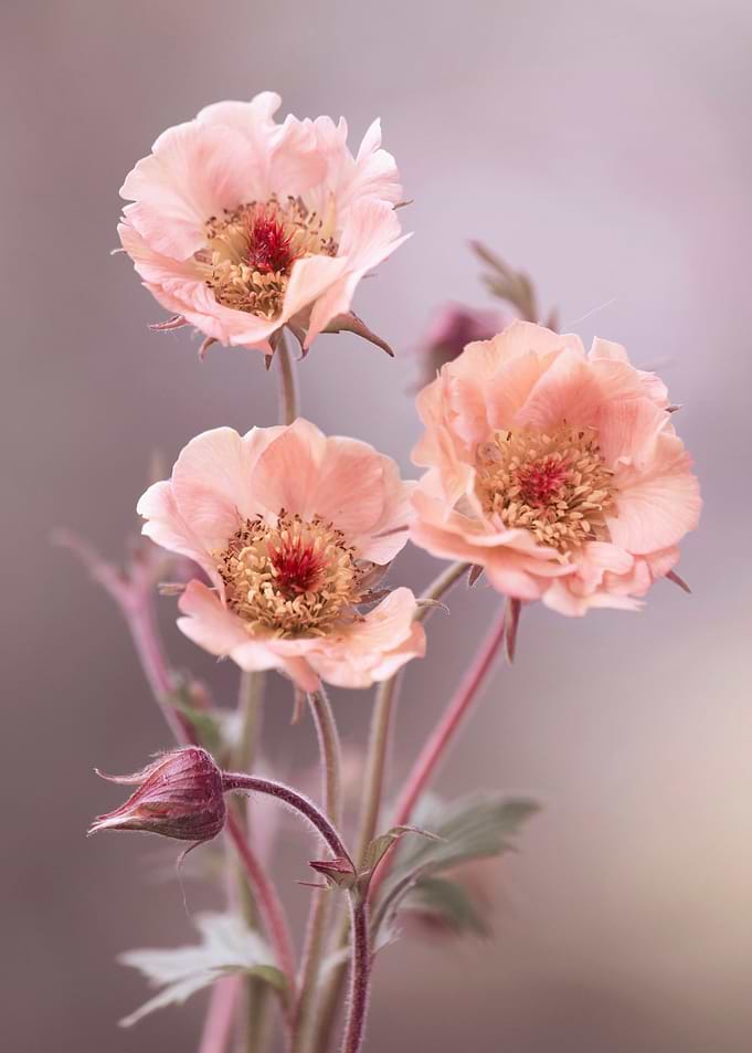 Spring flowers