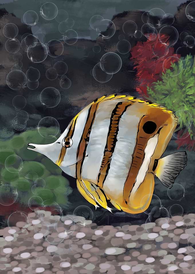 aquarium fish 2