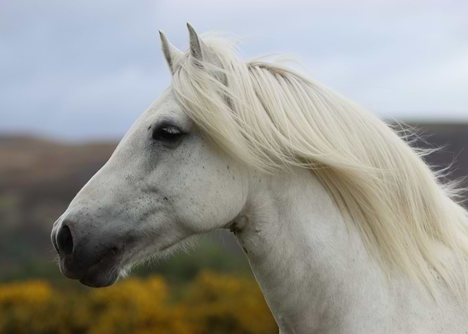 A Highland Pony Dream
