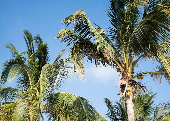 Caribbean Palms 3