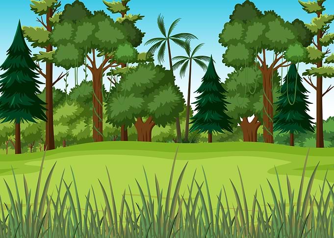 Forest Haven