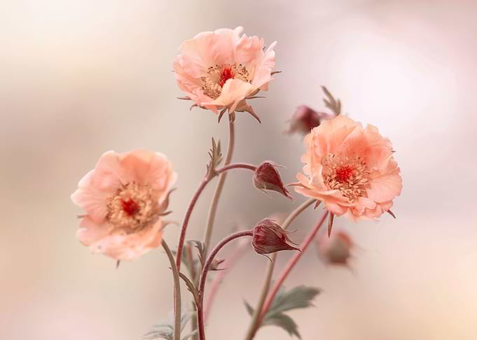 Spring flowers