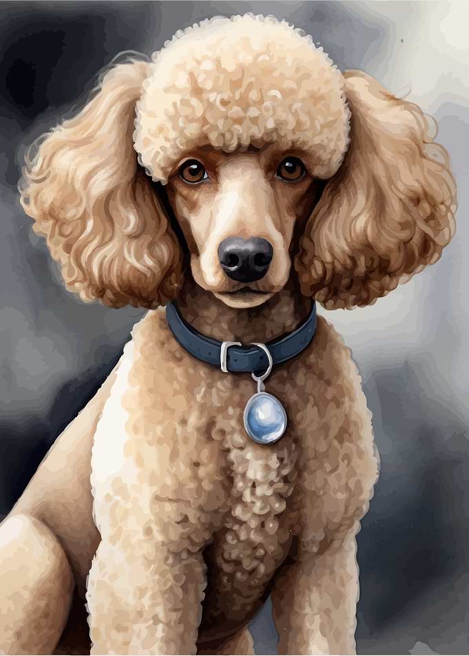 Poodle dog watercolor art