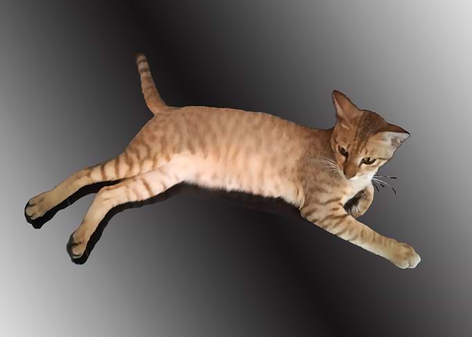 Pet Cat Photo2