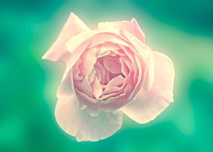 Pink English rose