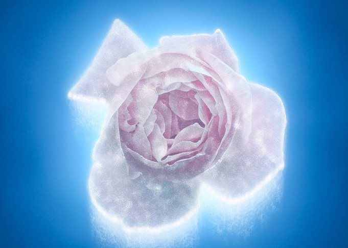 Pink English rose