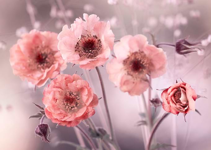 Spring flowers