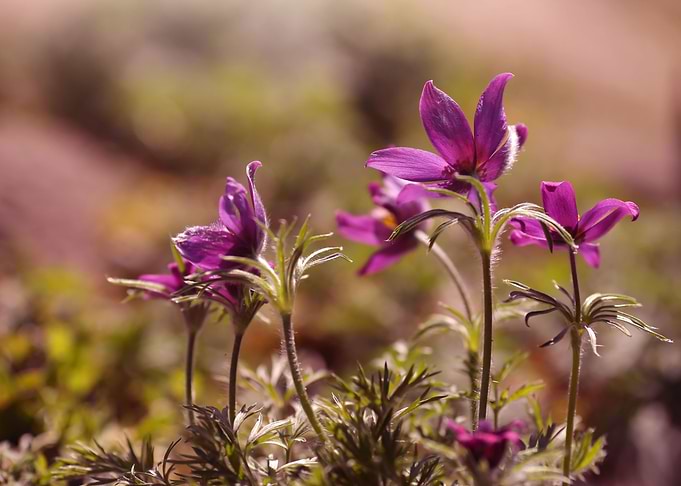 Spring flowers