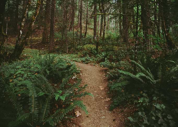 Woodland Trail