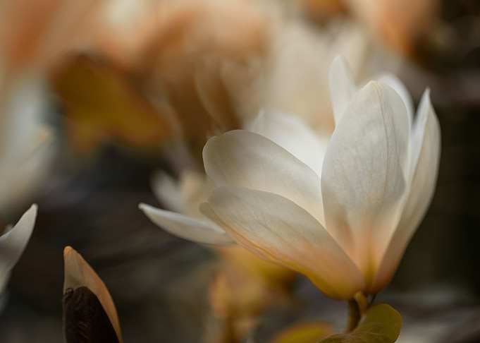 White magnolia flowers