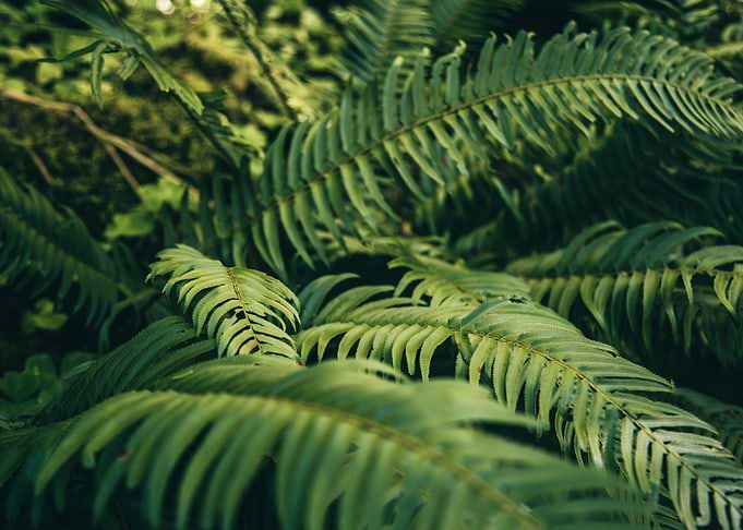 Ferns