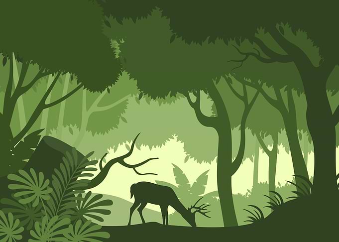 Wild Nature