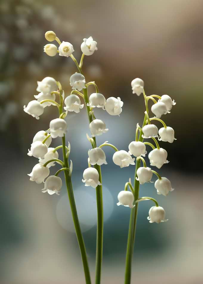 Lily of the valley