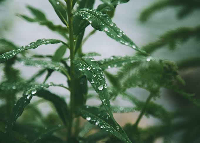 Dew