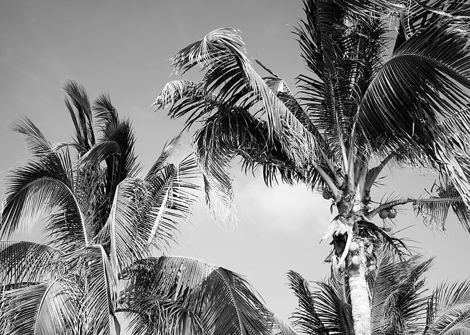 Caribbean Palms 4