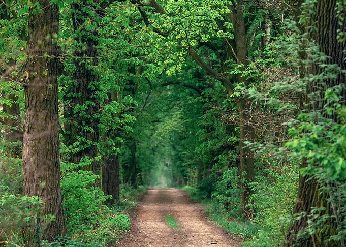 Spring Alley