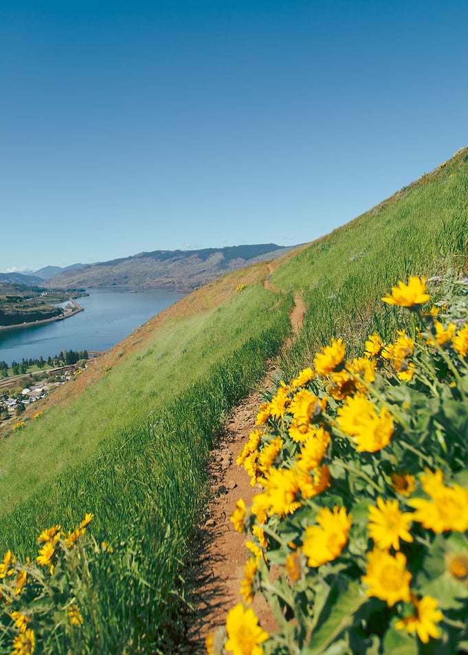 Yellow Wildflower Hike