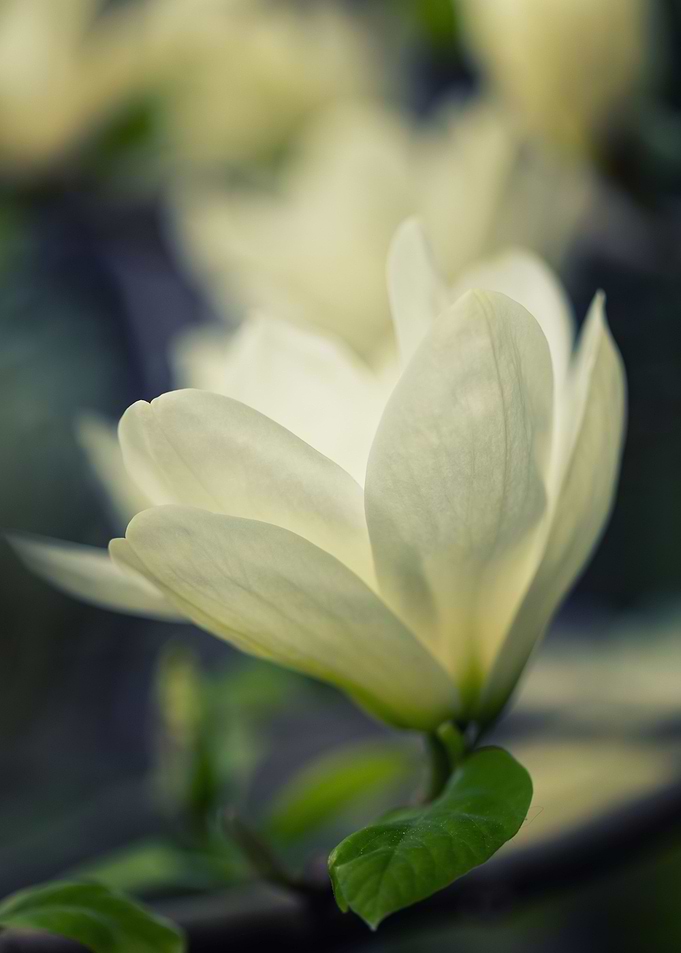 White magnolia flowers