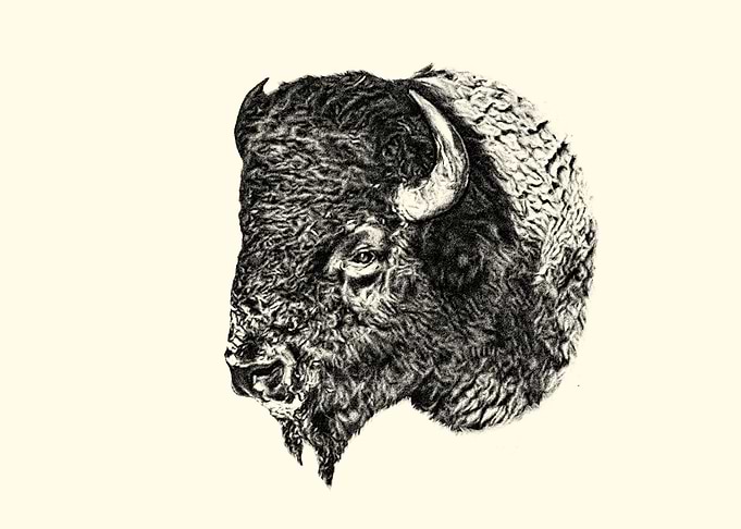American bison