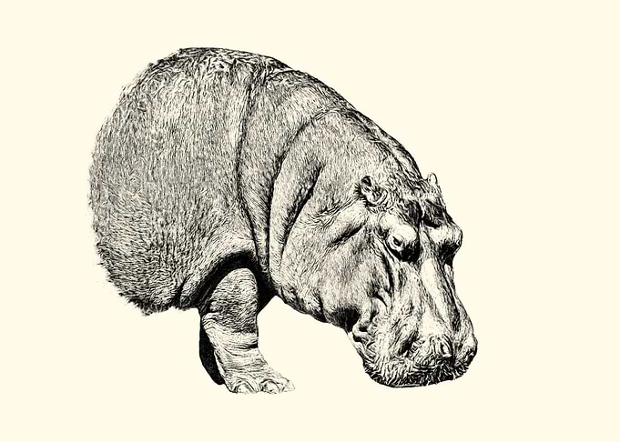 Hippopotamus