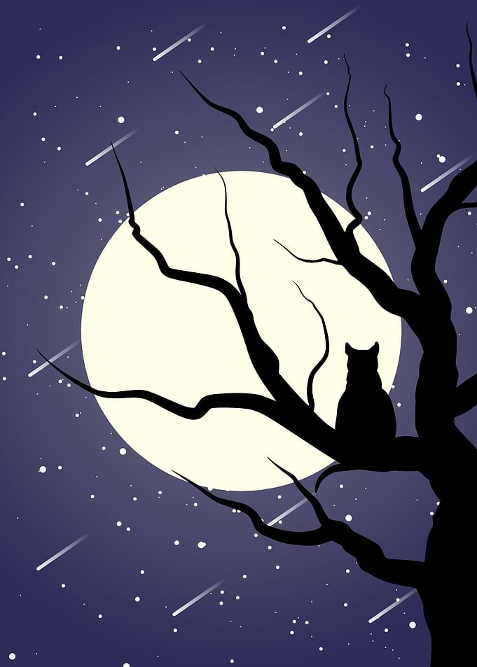 cat sitting on a tree