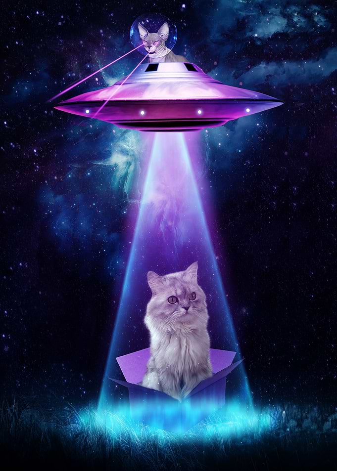 Funny Cat Ufo