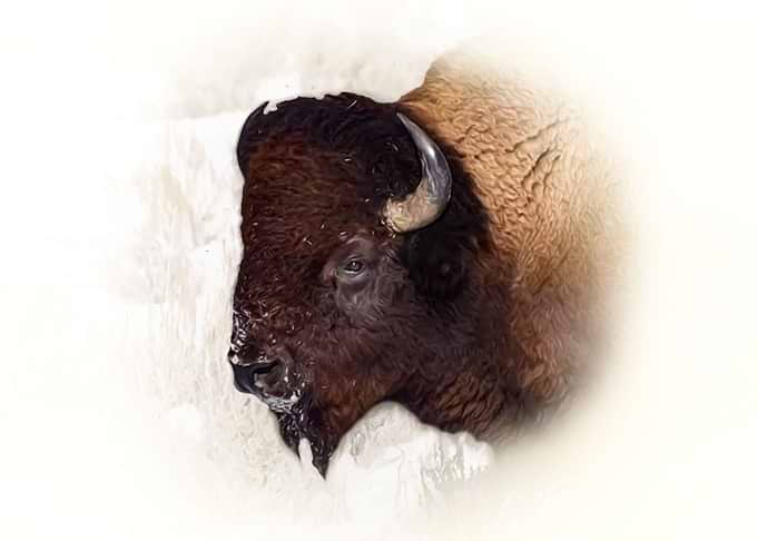 American bison