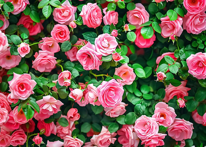 Roses