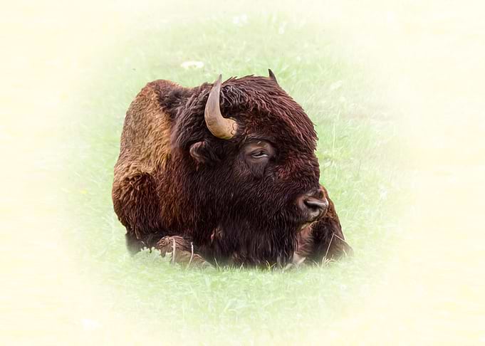 American bison