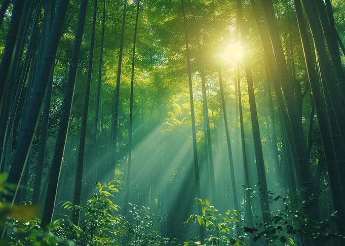 Japan Art Nature