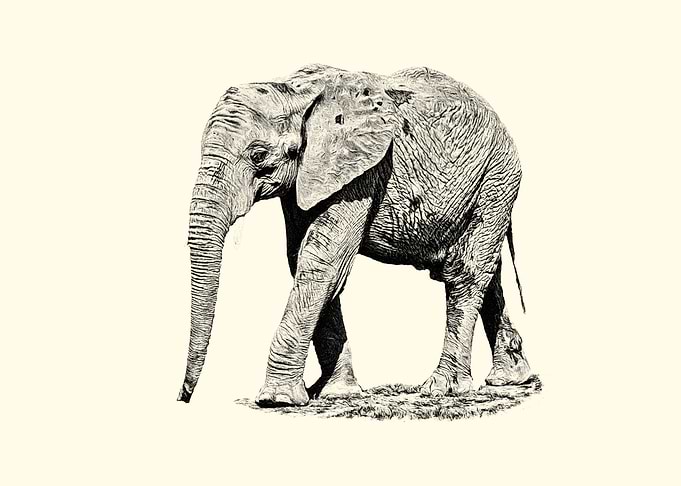 African elephant
