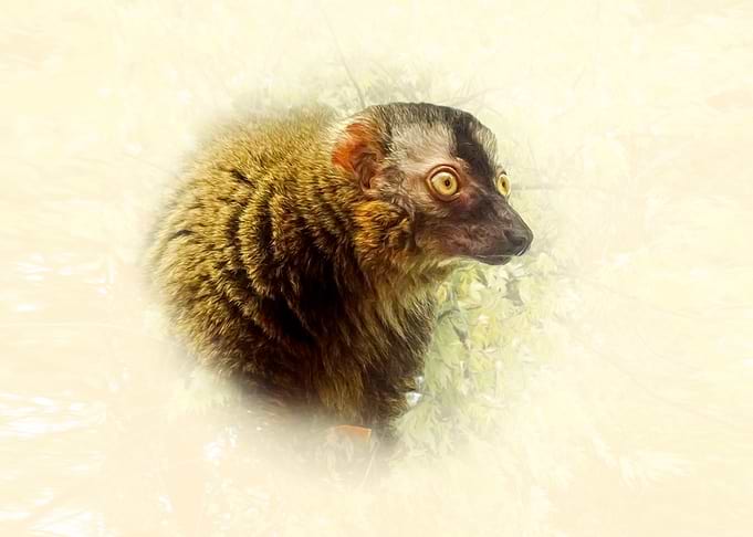 Lemur