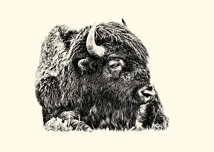 American bison