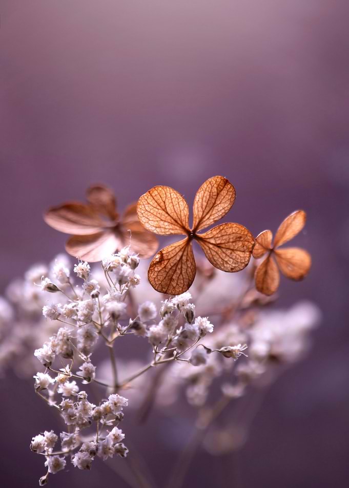 Autumn impression