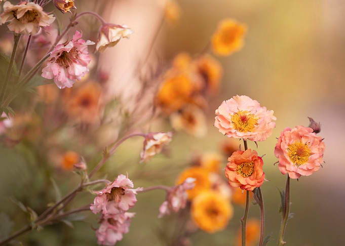 Spring flowers