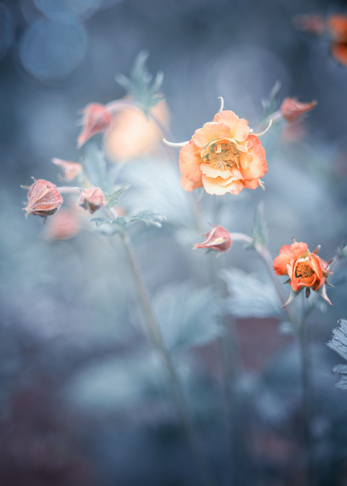 Orange flowers in garden