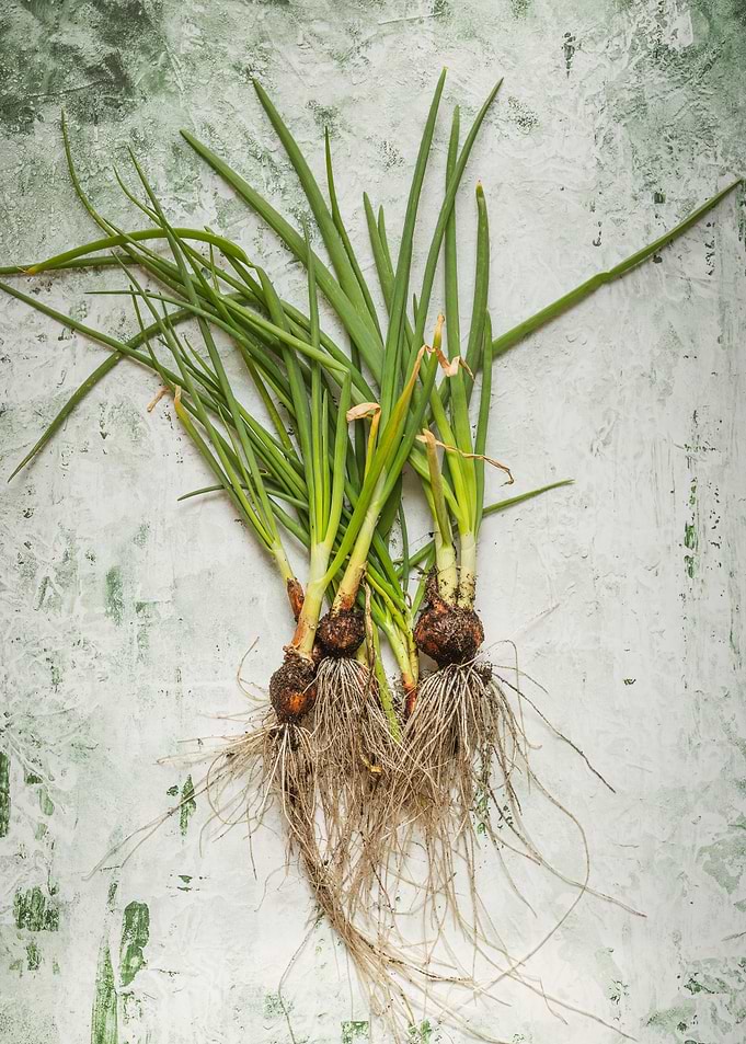 Fresh Leek