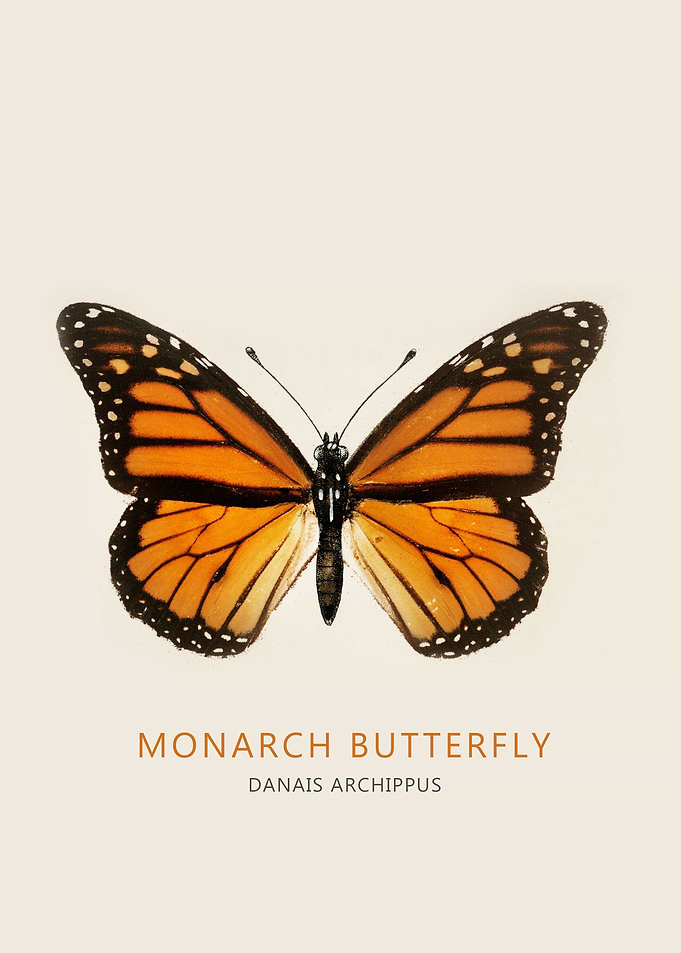 Monarch Butterfly