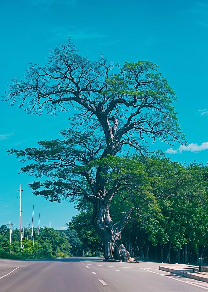 Dakit Tree