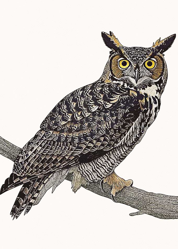 Owl Portrait