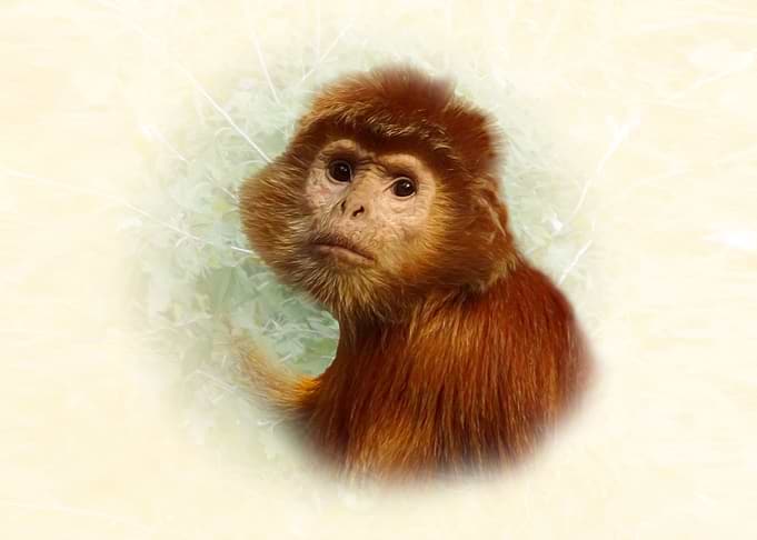 East javan langur