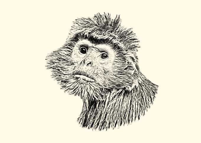 East javan langur