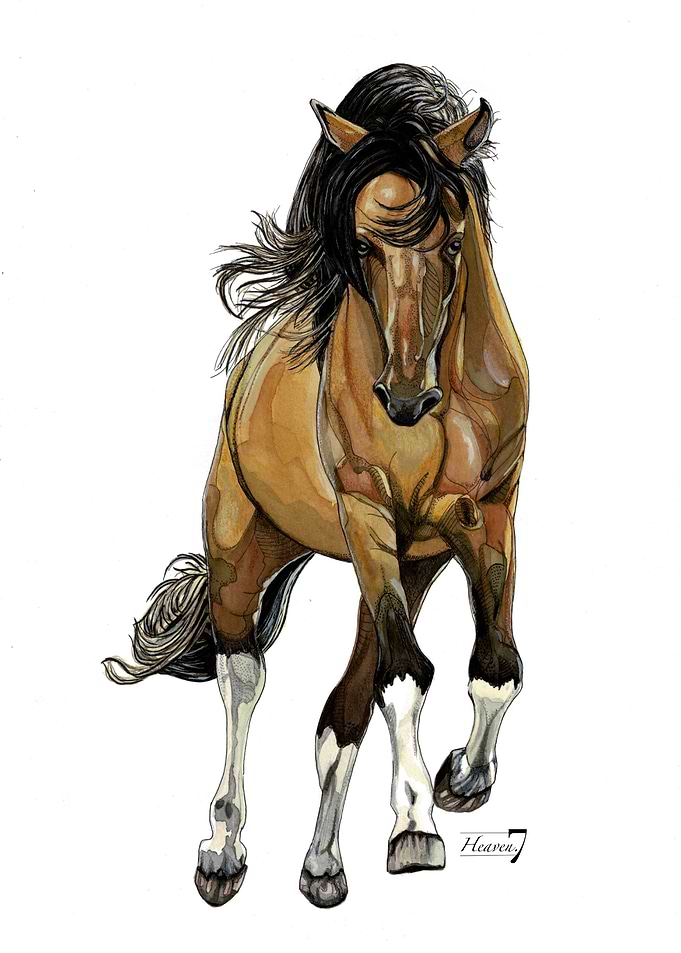 Wild horse