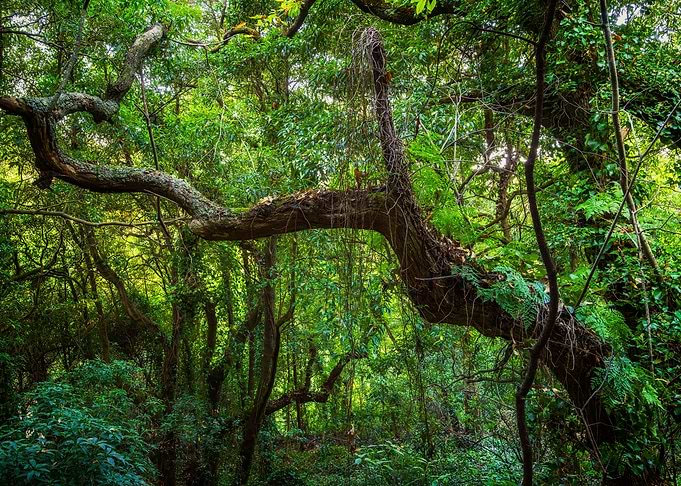 Old Forest Sintra Portugal