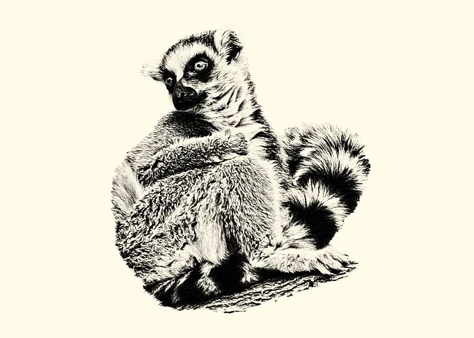 Lemur