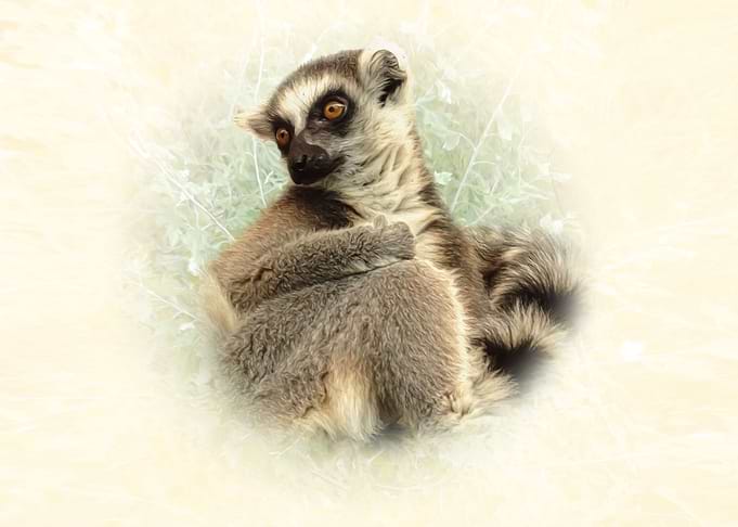 Lemur