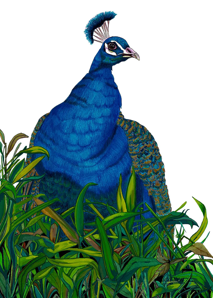 Royal Peacock