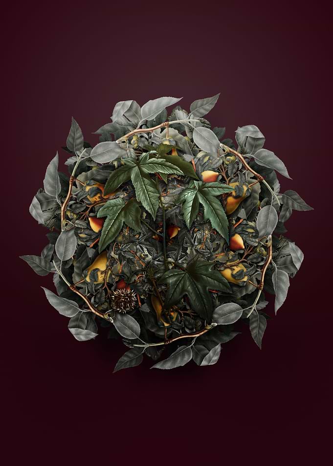 American Sweetgum Wreath